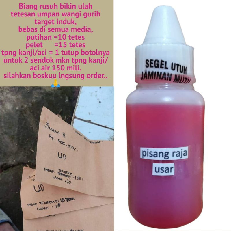 Essen pisang raja usar  tetesan umpan ikan mas induk/rame