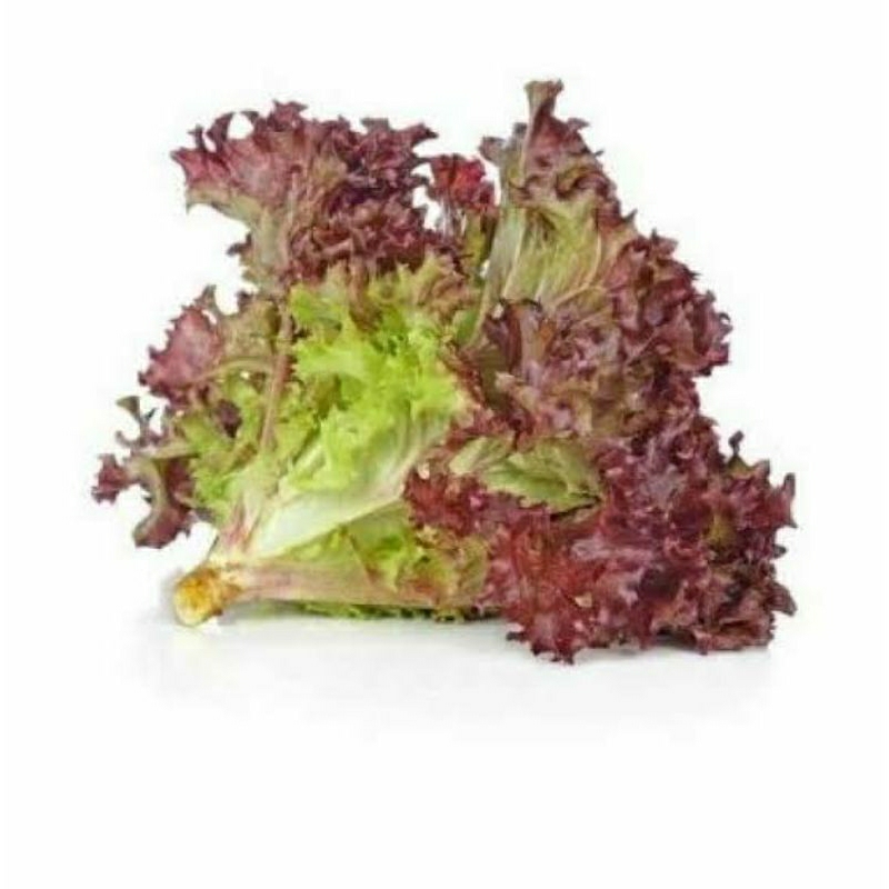 

Sayur Organik - Lolorosa 250 Gram