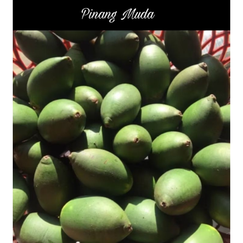 

Pinang Muda Segar Berkualitas 1 kg