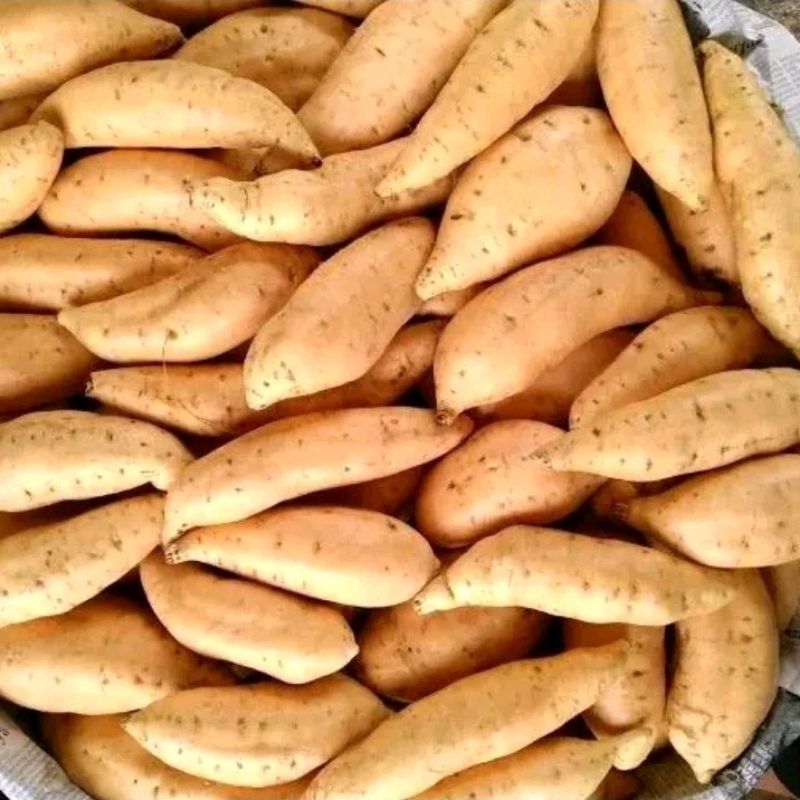 

Ubi Madu Cilembu 1 Kg Mentah spek ovenan