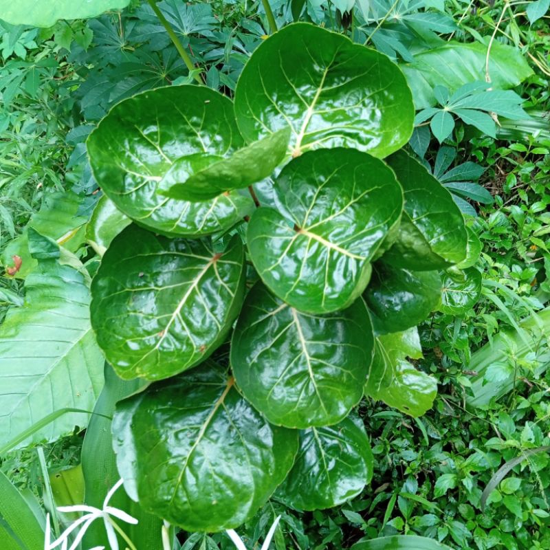 

Daun mangkokan segar 25 lembar