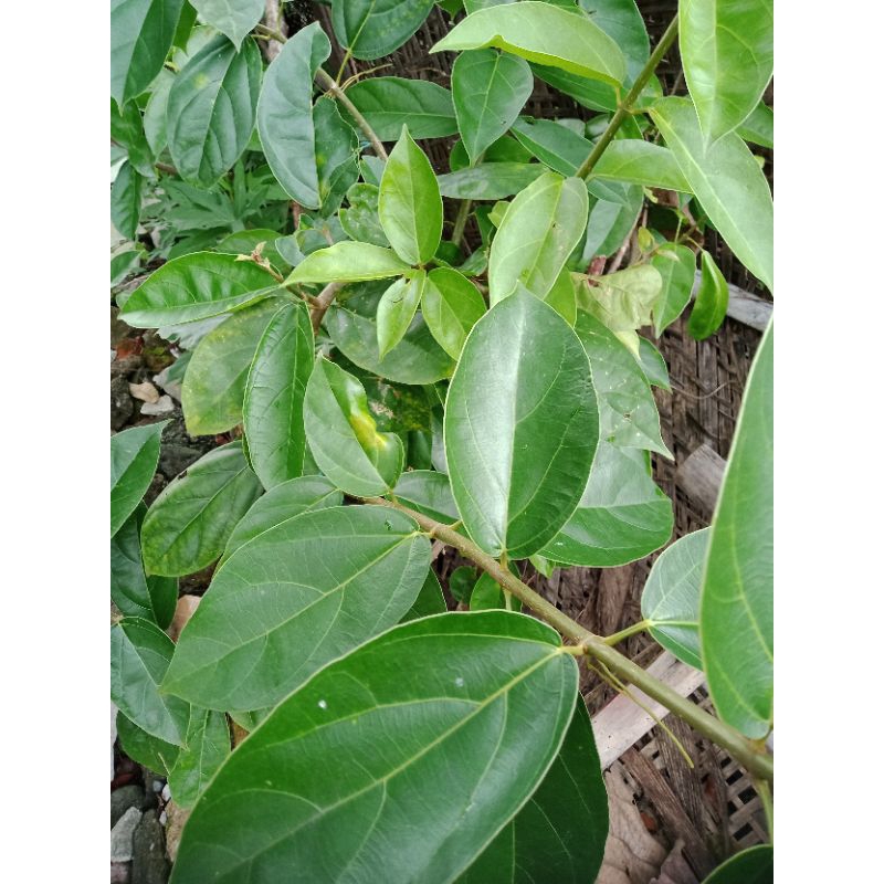 

Daun cincau/Daun camcau
