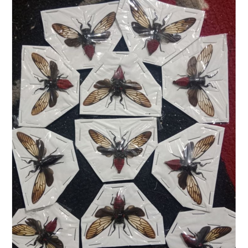cicada