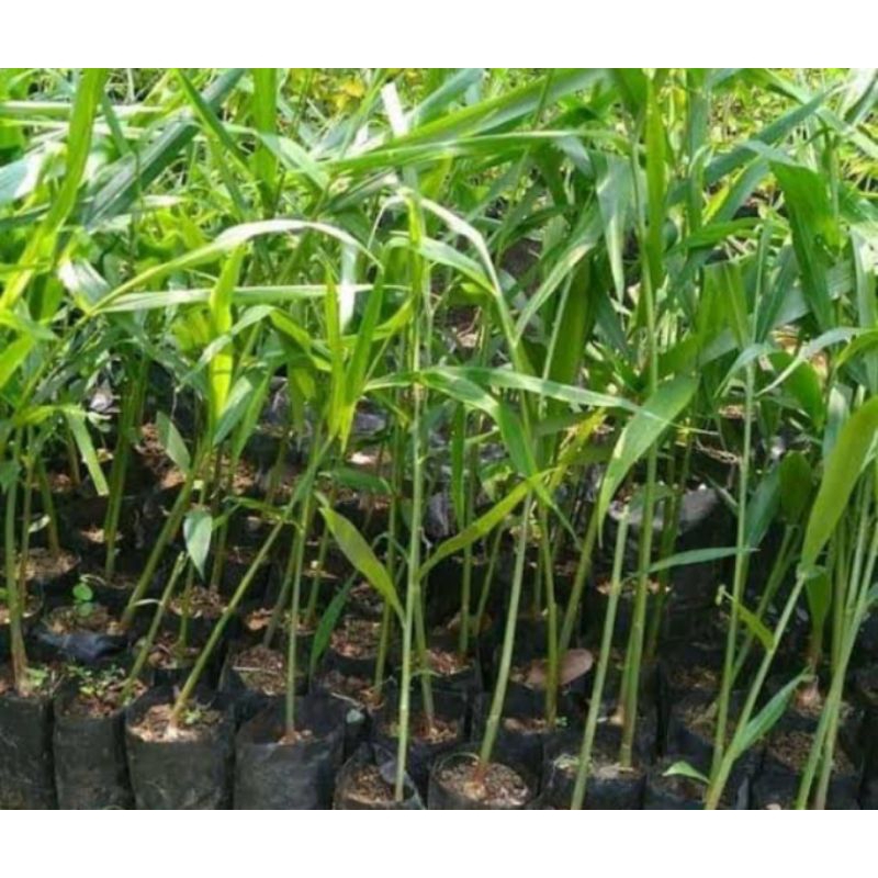 

jahe segar 1 kg 35