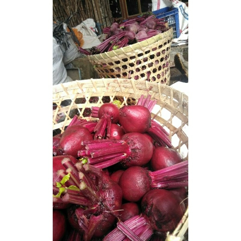 

BUAH BIT/BEETROOT FRESH 2KG KUALITAS SUPER TERMURAH TERLARIS