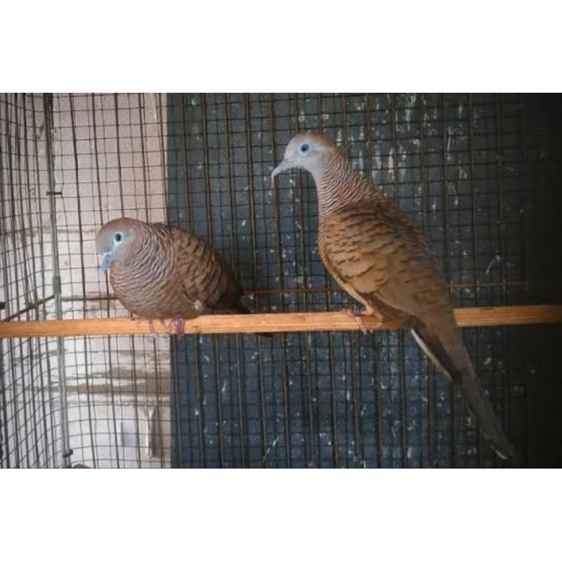 BURUNG PERKUTUT BANGKOK SEPASANG SEJODOH ( ring Altis )