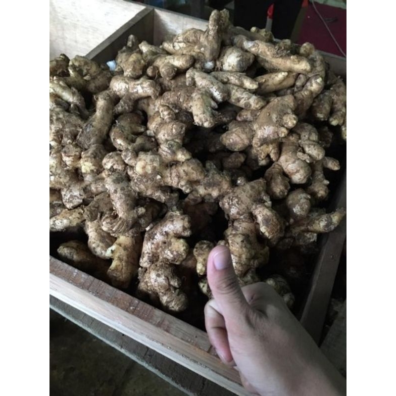 

JYOTI JAHE BALI 500 GR