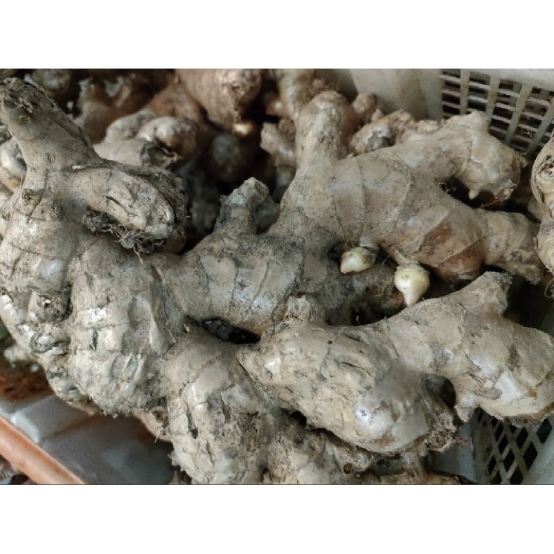 

JYOTI JAHE GAJAH 500 GR