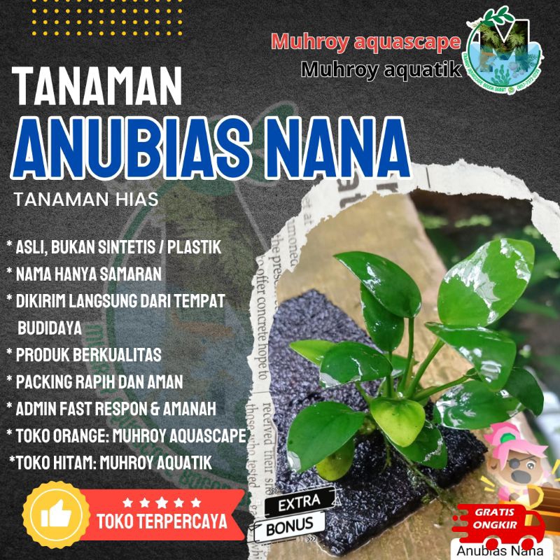 Anubias nana (M) dan Anubias Bartery Jumbo (XL)  Kebutuhan Aquascape paling cantik dan Termurah