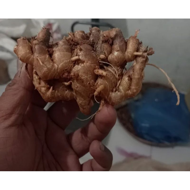 

1kg kencur fresh lokal asli banten