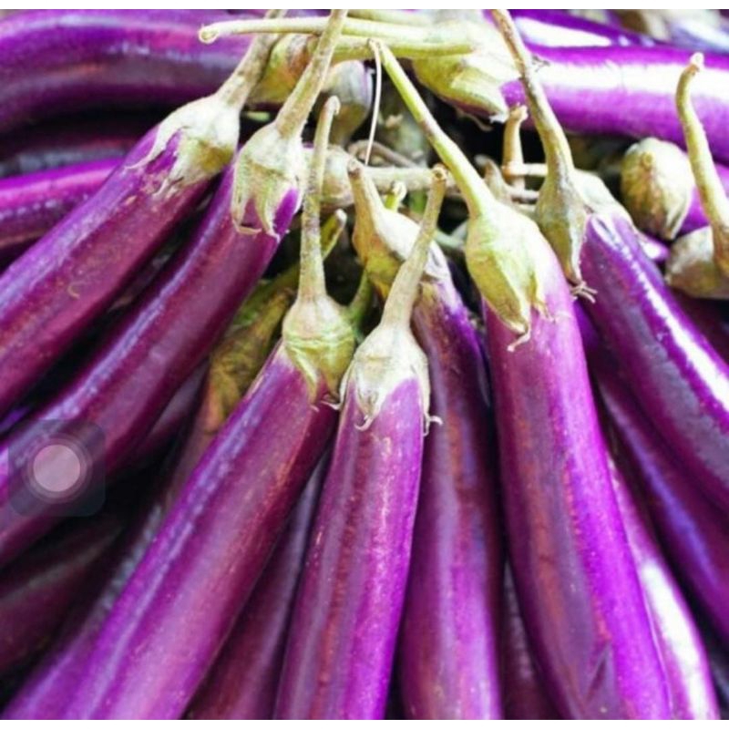 

terong ungu 500 gram