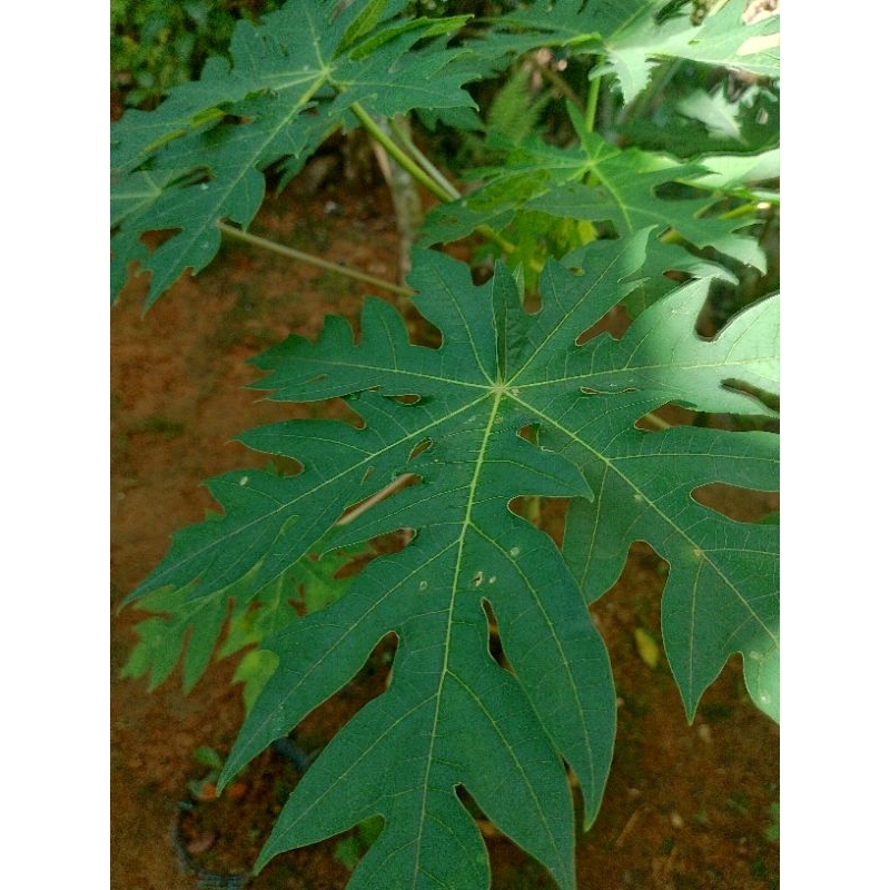 

Daun pepaya muda segar fresh-per ikat