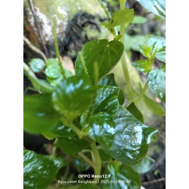 

SIRIH CINA MINUMAN HERBAL KESEHATAN