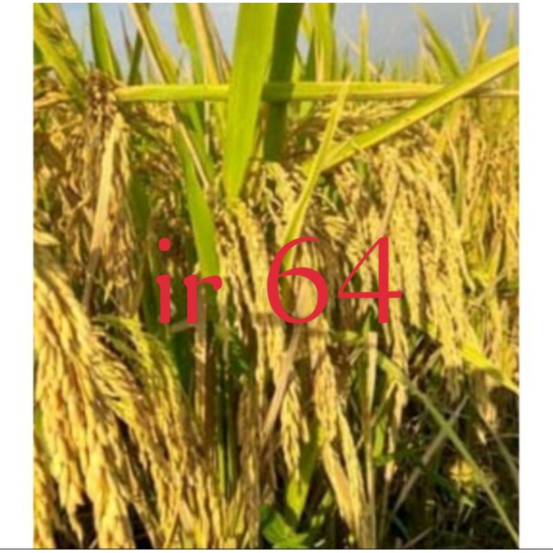 benih padi IR-64 (5KG)