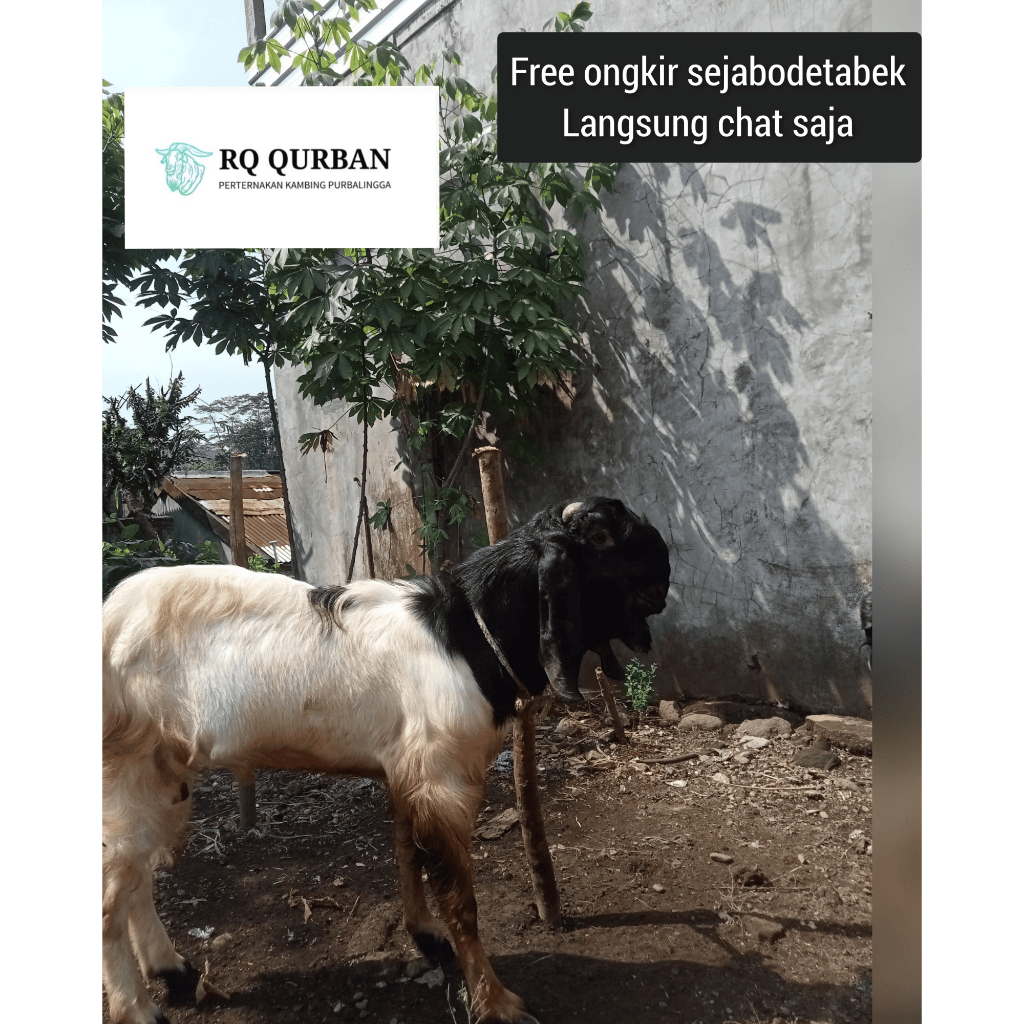 

anyar - rq_ qurban - kambing- jantan / asli UMKM Purbalingga