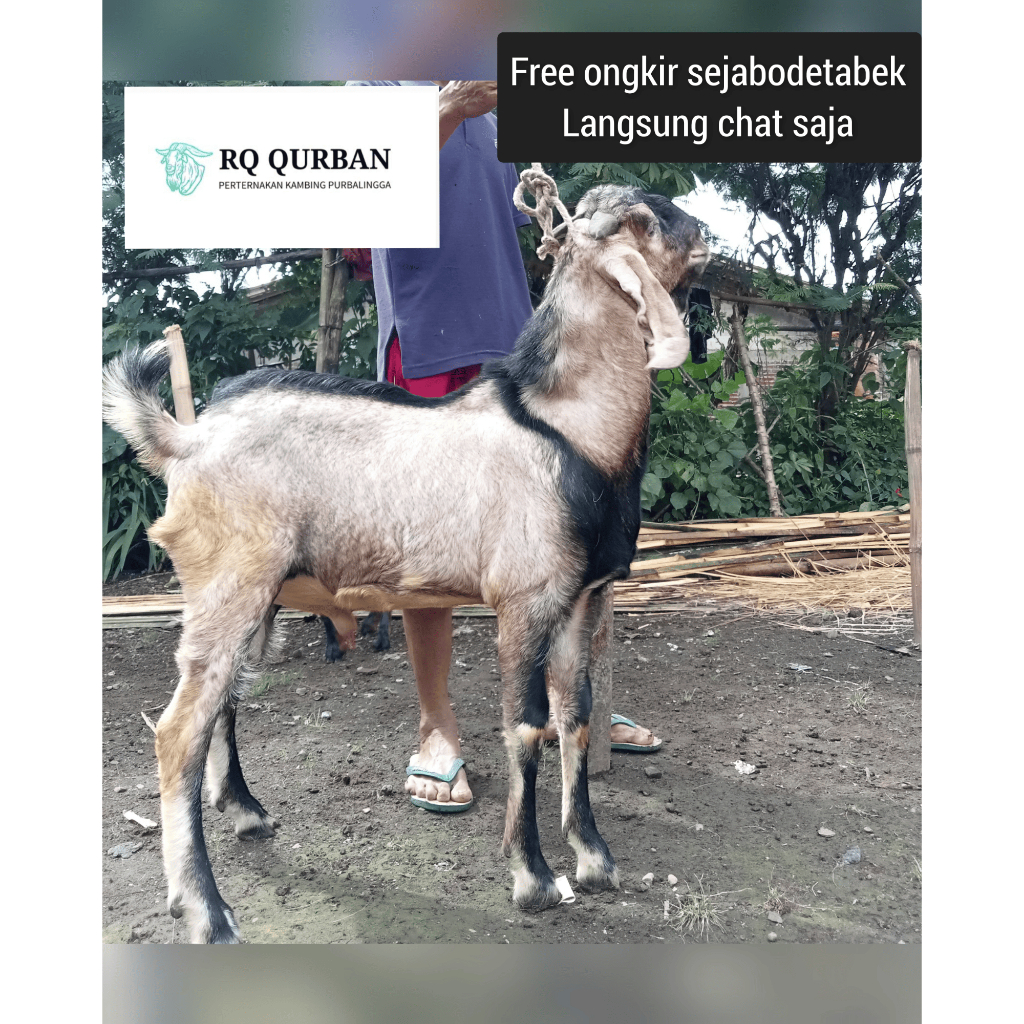 

Anyar- Kambing potong Idul adha - Kambing qurban - Amanah - Jawa Randu -bersertifikat -halal