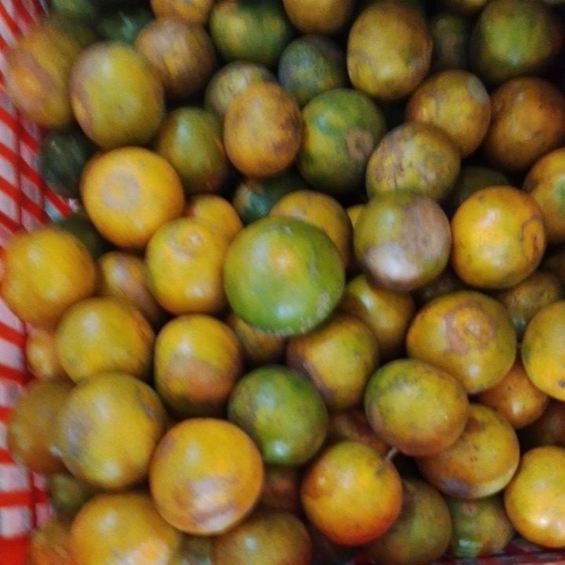 

jeruk siem madu 1kg/isi 8-12 buah/jeruk fresh malang