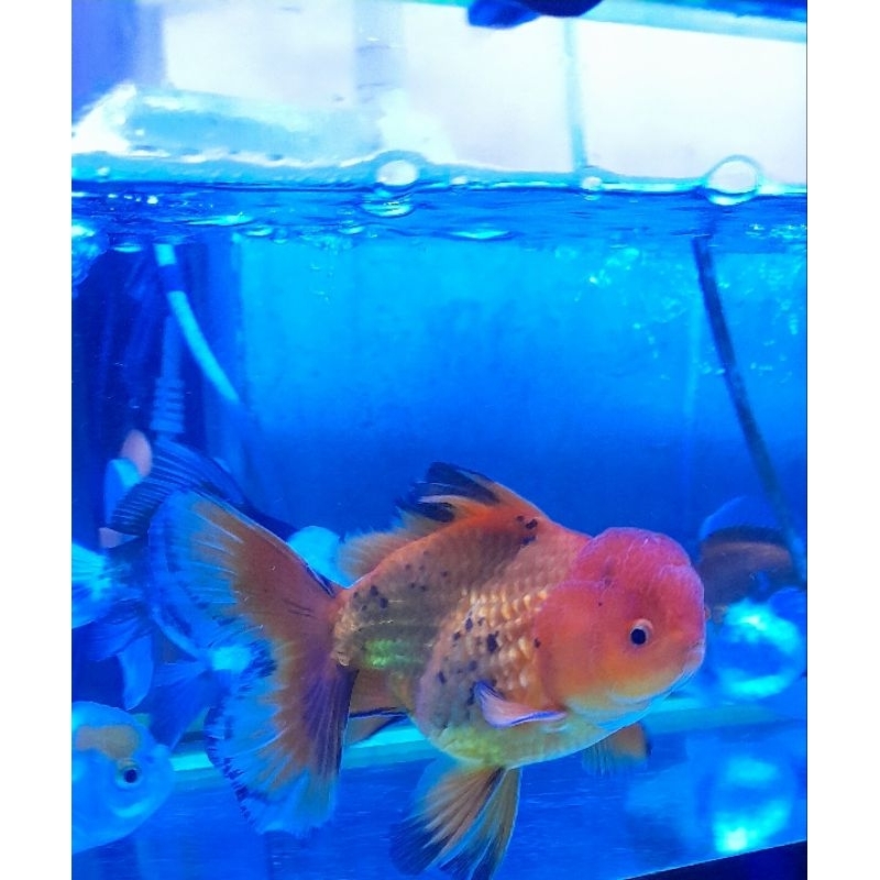 ikan oranda indukan rosetail jumbo