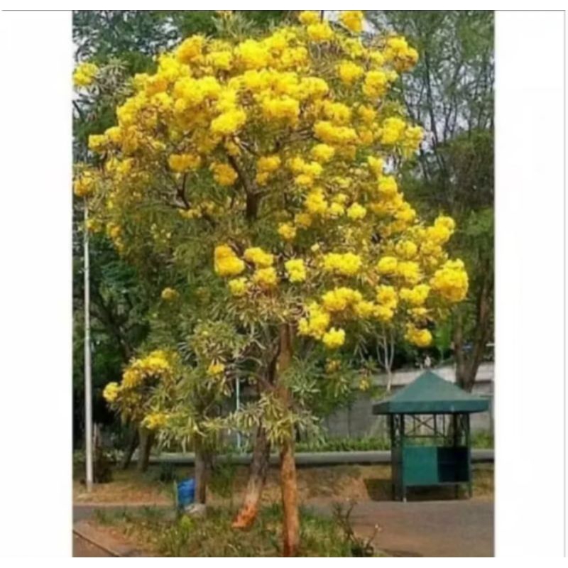 bibit bunga tabebuya kuning 1meter
