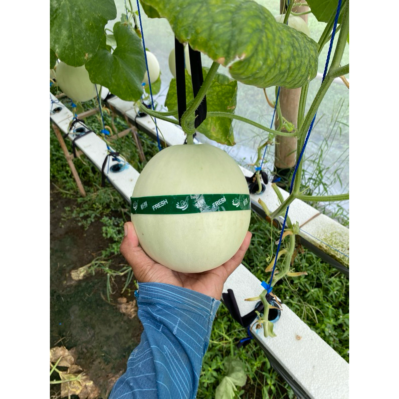 Buah Melon Premium Honey Globe