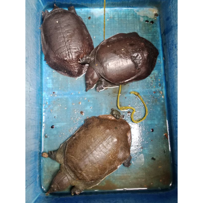 Daging Pio/Labi - Labi Hidup Fresh