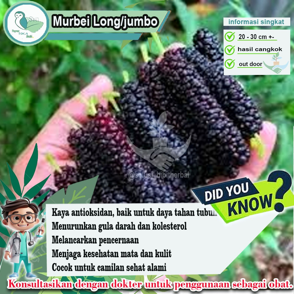 Bibit Murbei Jumbo/long murbei – Tanaman Berkualitas dengan Buah Besar dan Manis