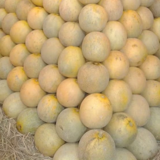 

melon madu manis dan fresh