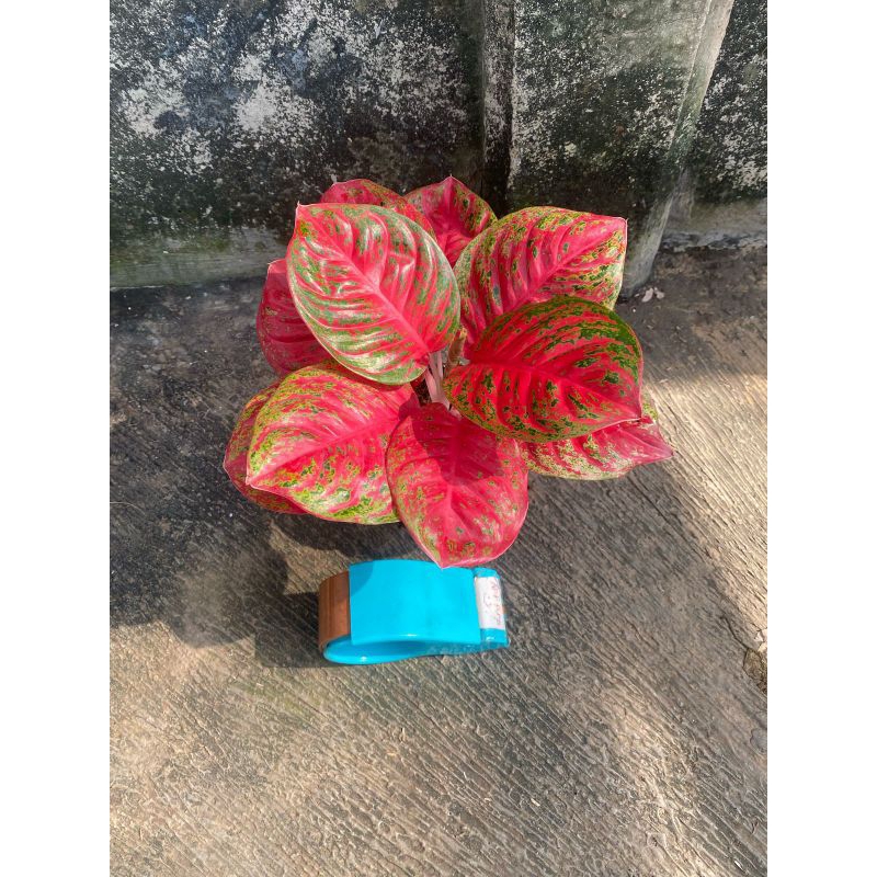 aglonema wulandari tanama lokal