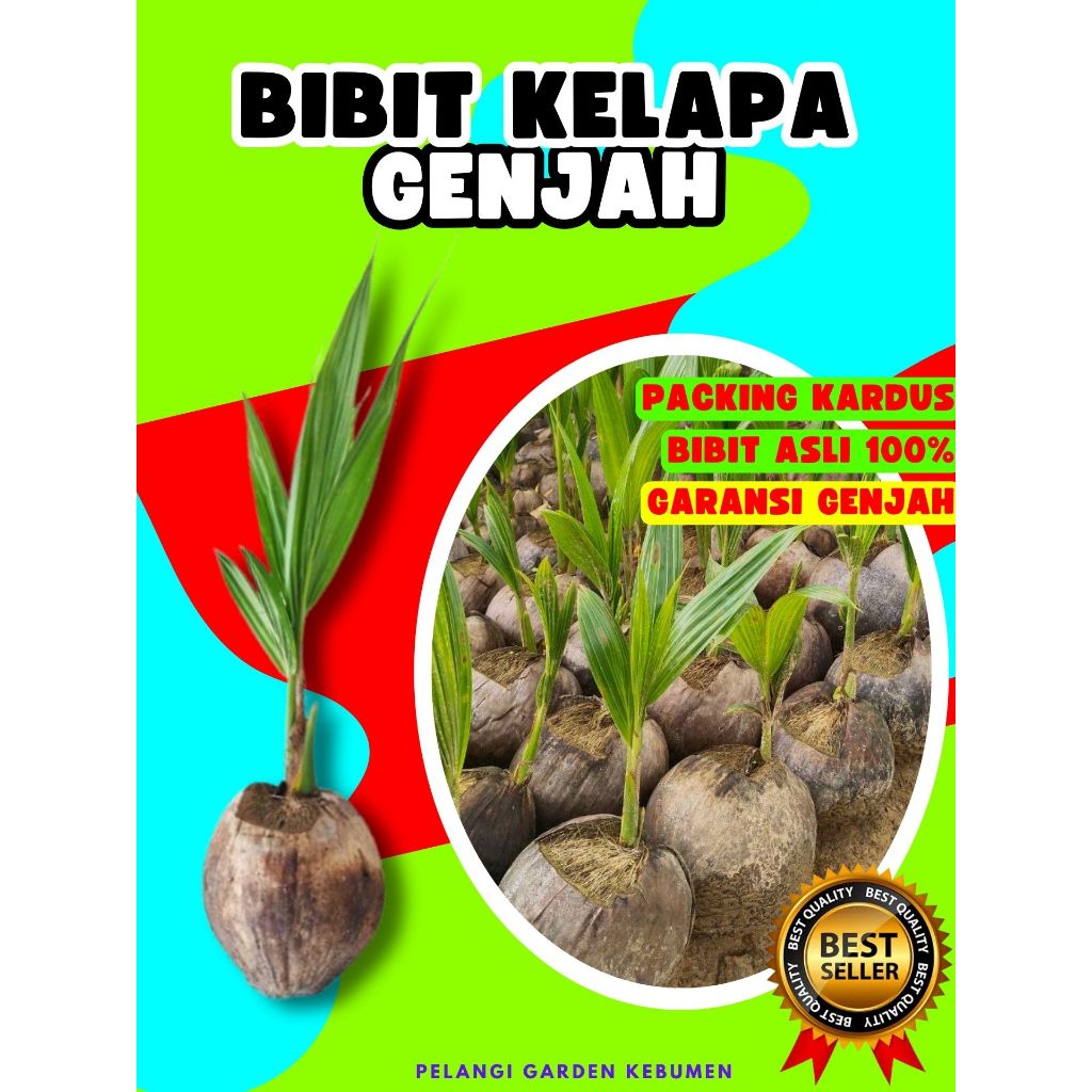 PALING DICARI.. Benih Kelapa Genjah Entok Super Besar, Benih Kelapa Halus, Benih Kelapa Hijau Hibrid