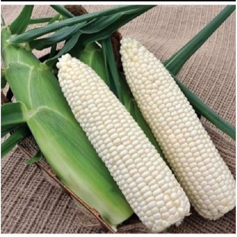 Teh_Teh Maniez 1 Kg Benih Jagung Putih Ketan Super Biji Bibit Jagung Superan