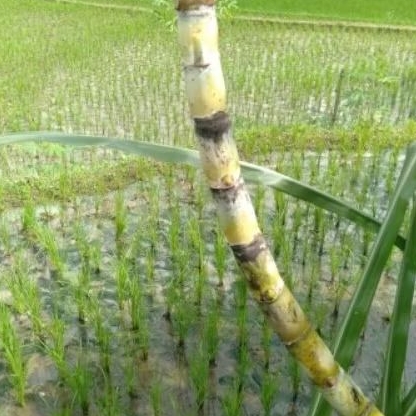 

Batang Tebu Hijau atau merah Panjang 30cm