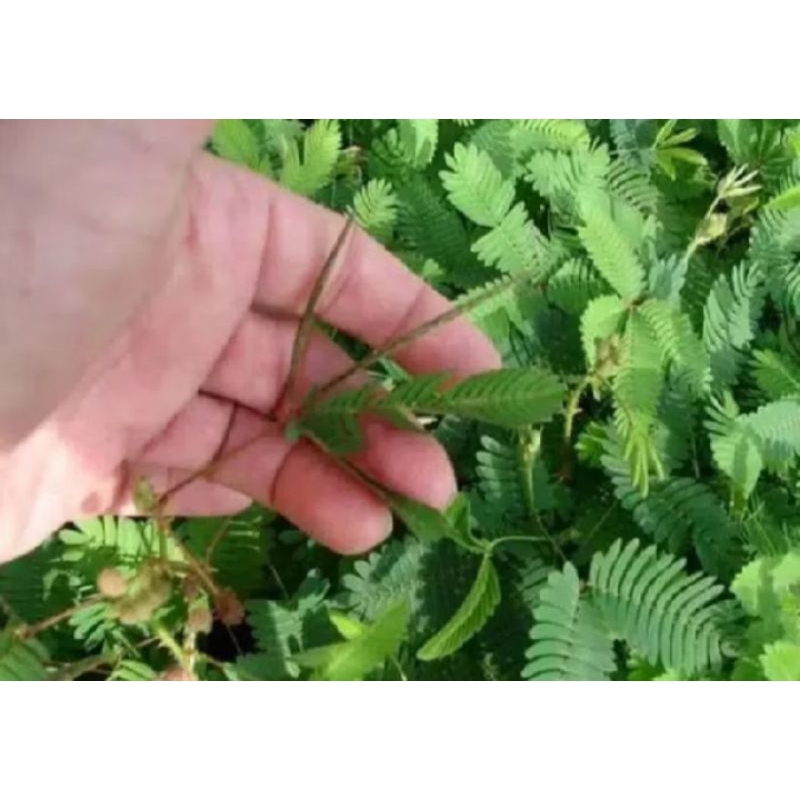 

daun putri malu fresh herbal 500 gram