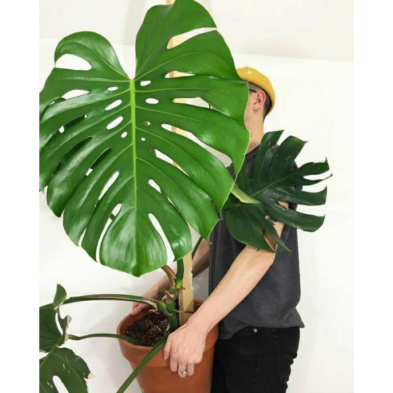 Tanaman hias monstera king besar