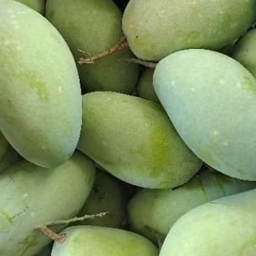 

Mangga Budi Raja Manis 1 kg