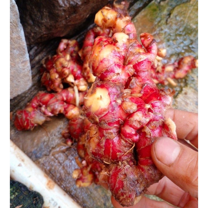 

Jahe merah cuci bersih