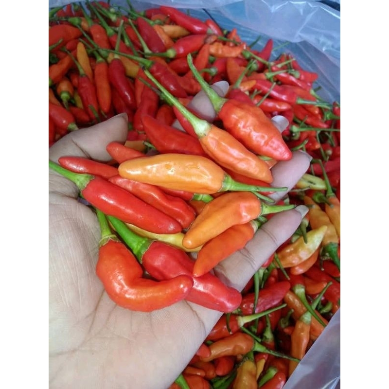 

TERMURAH Cabe rawit merah 250- 500g / cabe sret ori