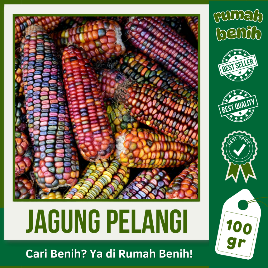 RUMAH BENIH: 100 GRAM BIJI JAGUNG KETAN PELANGI WARNA-WARNI UNGGUL