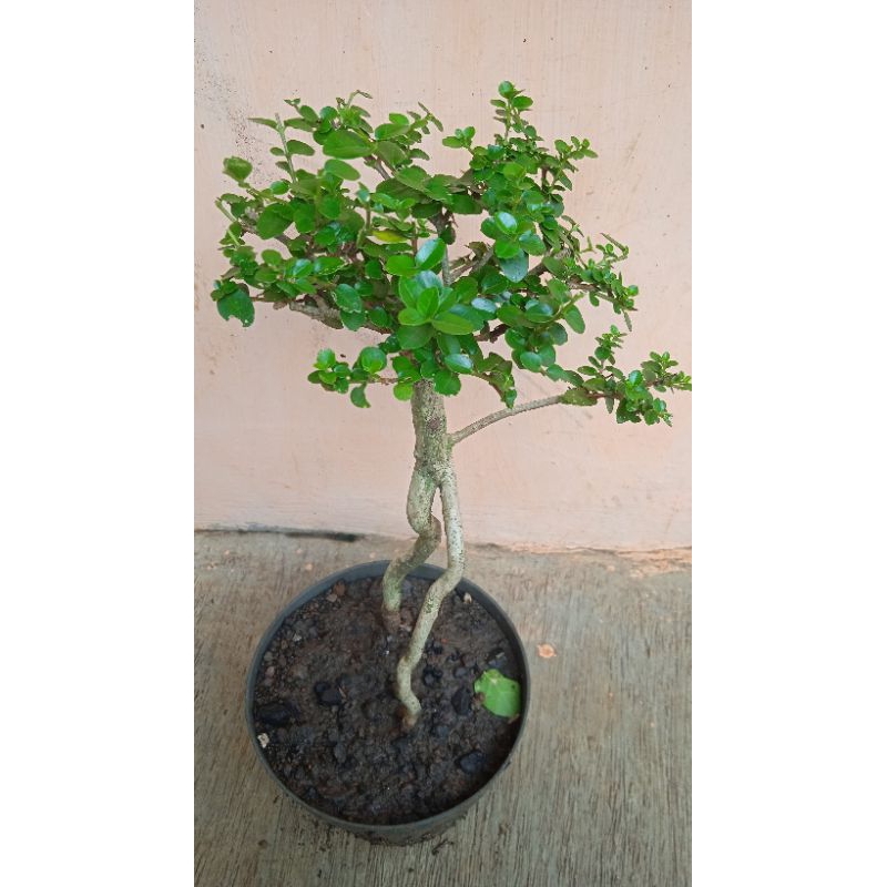 Sancang mini bahan bonsai sancang
