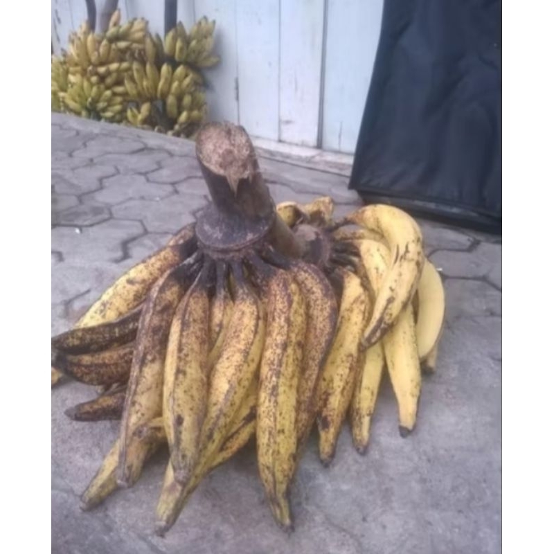 

Pisang tanduk kecil/pisang candi