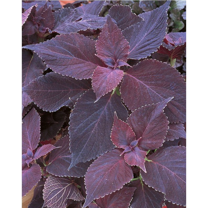 

Daun miana jawer kotok segar fresh baru petik 30 lembar