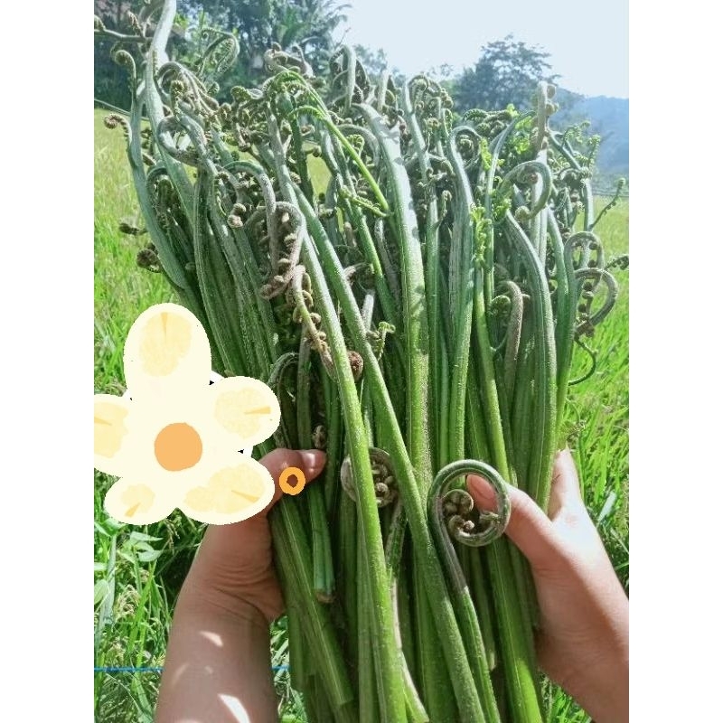 

pakis sayur segar 250gram langsung dipetik bisa request