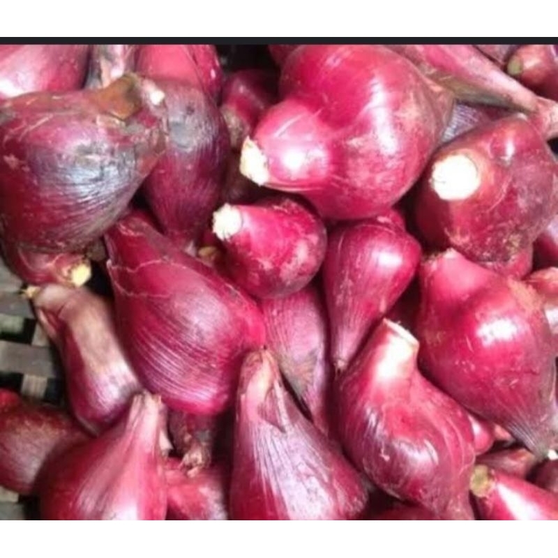 

jual bawang dayak 1kg segar