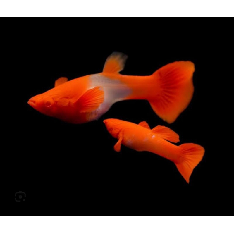 aksesoris aquarium guupy red koi. ( indukan )