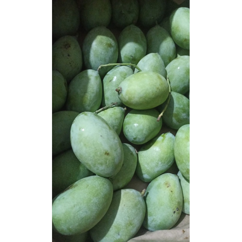 

MANGGA MANALAGI TERMURAH [Di Petik Langsung dari Kebun Sendiri]