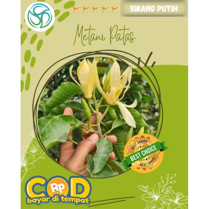 Cempaka Sibang Putih || Cempaka Rajin Berbunga || Bunga Harum || Bunga Premium