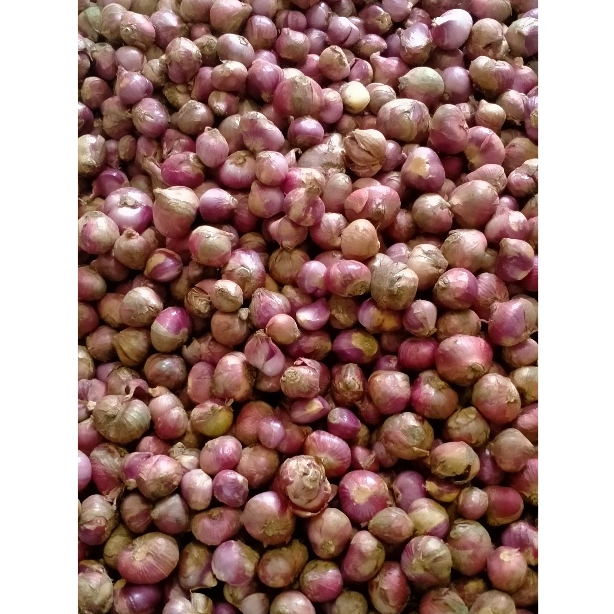 

Bawang Merah Premium Besar 500 gr