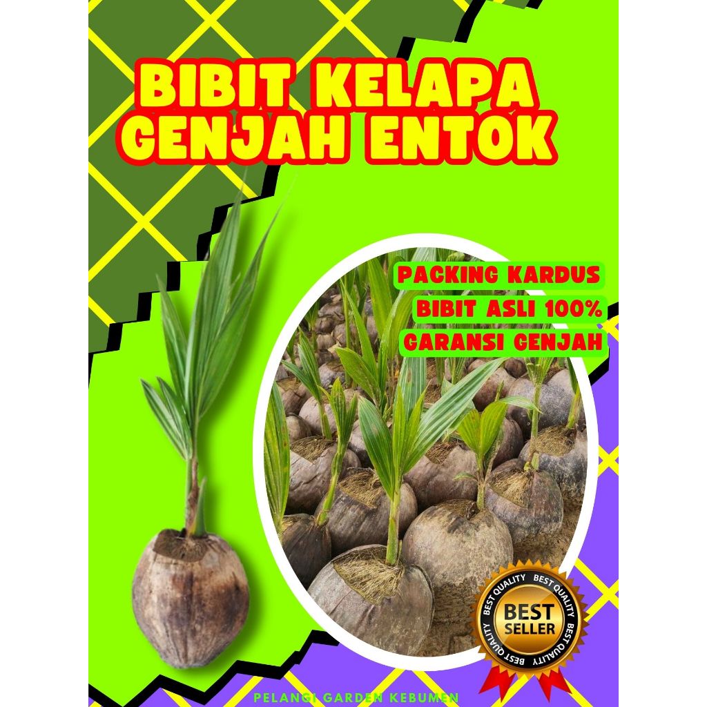CEPAT BUAH..  Pokok Kelapa Besar, Pokok Kelapa Bonsai, Pokok Kelapa Buah Besar