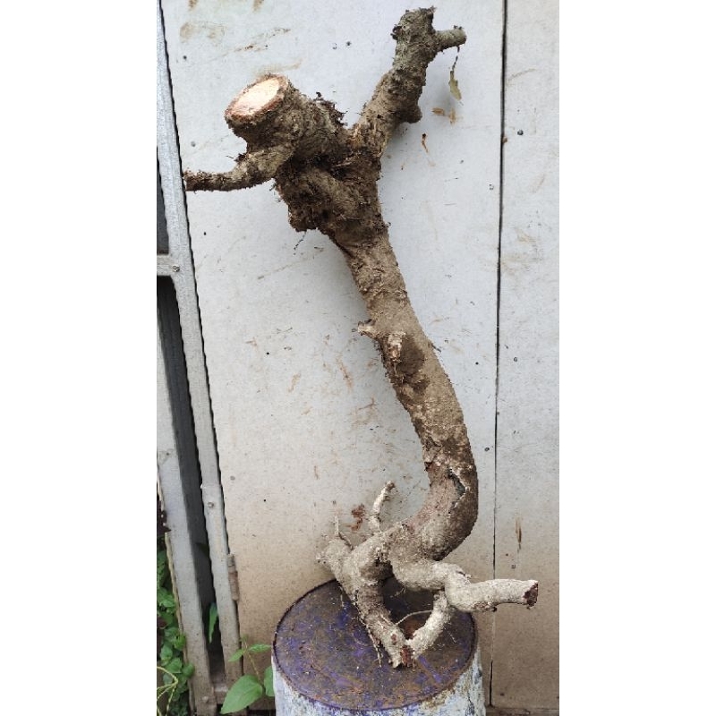 bahan bonsai dongkelan walikukun jumbo realpic sesuai gambar