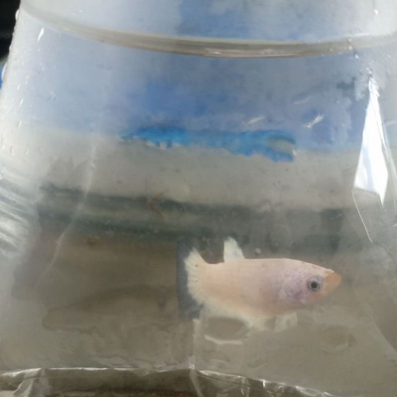 plastik female hmpk