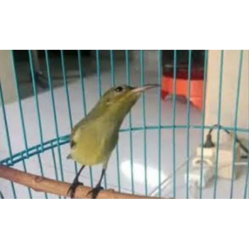 #kolibri ninja betina ( buat cas )